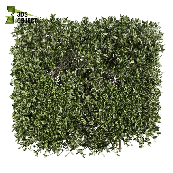 3d bush plant models botanical Visualization Landscape Foliage Vegetation buy purchase Rendering Environment tree Design high low poly laurus nobilis 3D architectural visualization cinema 4d 3ds max blender enscpae fbx obj Rhino Sketchup lumion