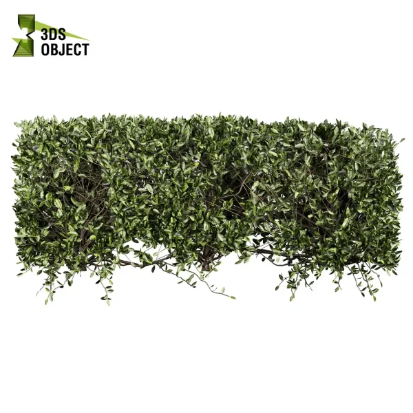 3d bush plant models botanical Visualization Landscape Foliage Vegetation buy purchase Rendering Environment tree Design high low poly laurus nobilis 3D architectural visualization cinema 4d 3ds max blender enscpae fbx obj Rhino Sketchup lumion