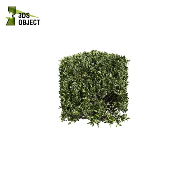 3d bush plant models botanical Visualization Landscape Foliage Vegetation buy purchase Rendering Environment tree Design high low poly laurus nobilis 3D architectural visualization cinema 4d 3ds max blender enscpae fbx obj Rhino Sketchup lumion