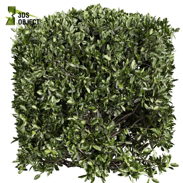 3d bush plant models botanical Visualization Landscape Foliage Vegetation buy purchase Rendering Environment tree Design high low poly laurus nobilis 3D architectural visualization cinema 4d 3ds max blender enscpae fbx obj Rhino Sketchup lumion