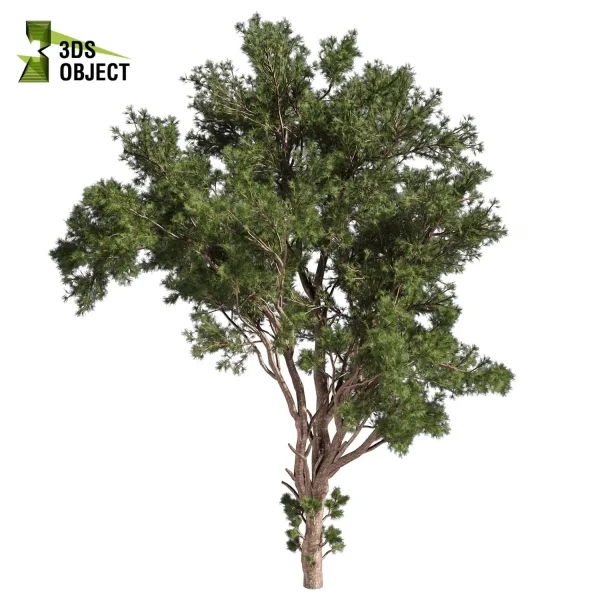 3d bouquet tree plant models botanical Visualization Landscape Foliage Vegetation buy purchase Rendering Environment tree Design dried flower high low poly cinema 4d 3ds max blender enscpae fbx obj Rhino Sketchup lumion pine