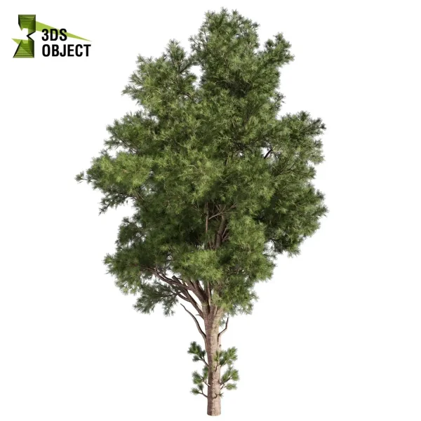 3d bouquet tree plant models botanical Visualization Landscape Foliage Vegetation buy purchase Rendering Environment tree Design dried flower high low poly cinema 4d 3ds max blender enscpae fbx obj Rhino Sketchup lumion pine