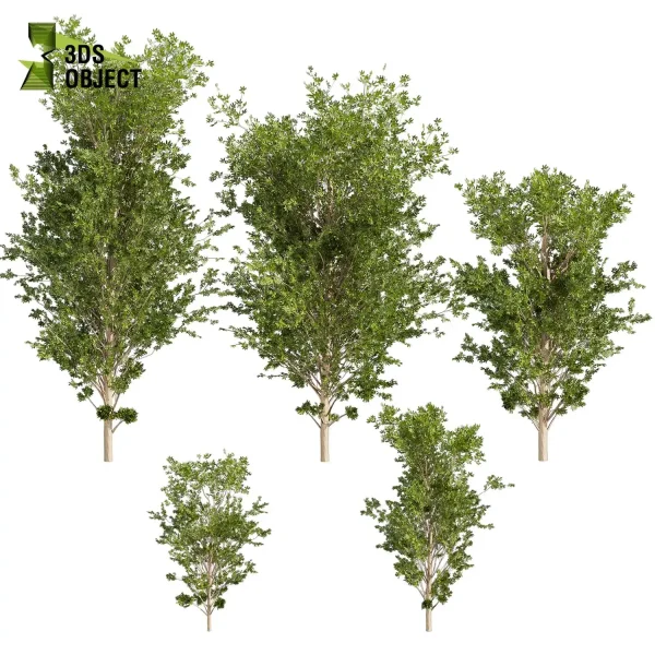 3d bouquet tree plant models botanical Visualization Landscape Foliage Vegetation buy purchase Rendering Environment tree Design dried flower high low poly cinema 4d 3ds max blender enscpae fbx obj Rhino Sketchup lumion dwarf umbrella