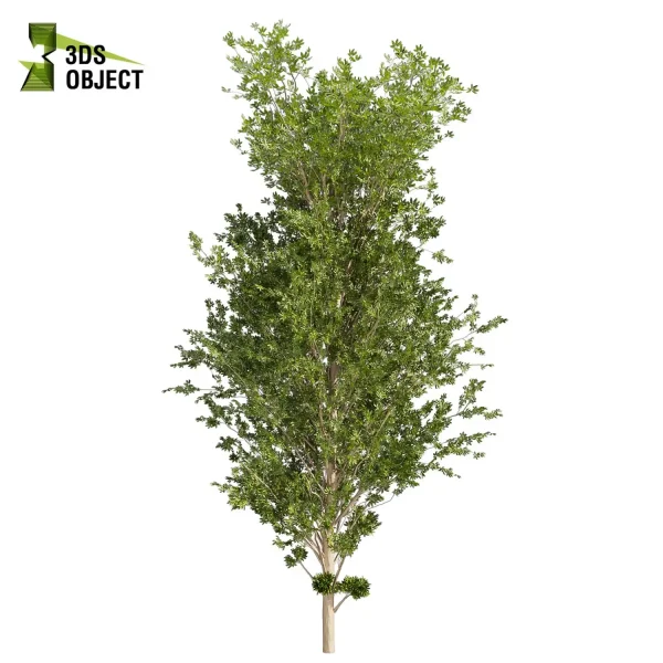 3d bouquet tree plant models botanical Visualization Landscape Foliage Vegetation buy purchase Rendering Environment tree Design dried flower high low poly cinema 4d 3ds max blender enscpae fbx obj Rhino Sketchup lumion dwarf umbrella