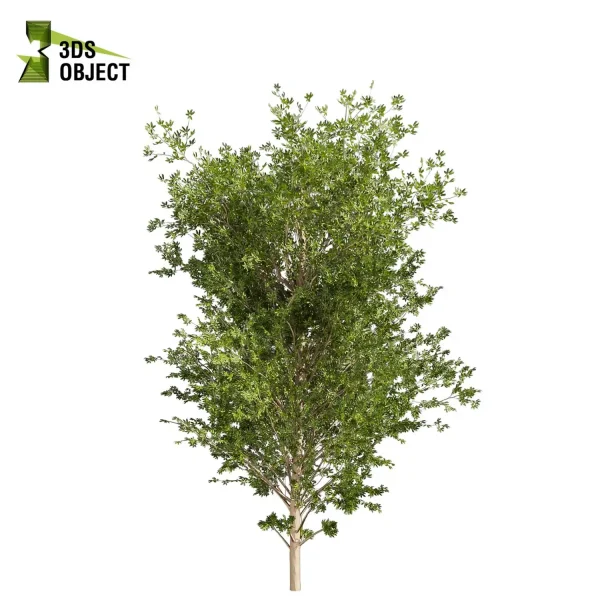 3d bouquet tree plant models botanical Visualization Landscape Foliage Vegetation buy purchase Rendering Environment tree Design dried flower high low poly cinema 4d 3ds max blender enscpae fbx obj Rhino Sketchup lumion dwarf umbrella