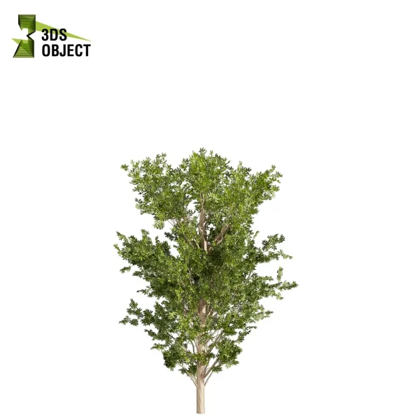 3d bouquet tree plant models botanical Visualization Landscape Foliage Vegetation buy purchase Rendering Environment tree Design dried flower high low poly cinema 4d 3ds max blender enscpae fbx obj Rhino Sketchup lumion dwarf umbrella