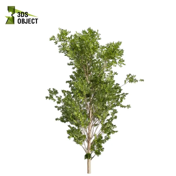 3d bouquet tree plant models botanical Visualization Landscape Foliage Vegetation buy purchase Rendering Environment tree Design dried flower high low poly cinema 4d 3ds max blender enscpae fbx obj Rhino Sketchup lumion dwarf umbrella