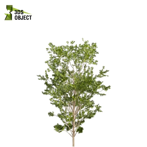 3d bouquet tree plant models botanical Visualization Landscape Foliage Vegetation buy purchase Rendering Environment tree Design dried flower high low poly cinema 4d 3ds max blender enscpae fbx obj Rhino Sketchup lumion dwarf umbrella