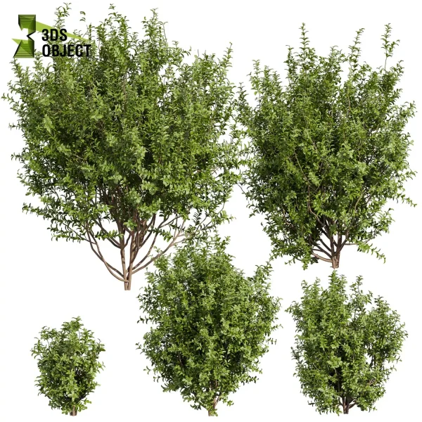 3d bush plant models botanical Visualization Landscape Foliage Vegetation buy purchase Rendering Environment tree Design high low poly Sapodilla vegetation modeling tool botanical architecture simulator 3D architectural visualization cinema 4d 3ds max blender enscpae fbx obj Rhino Sketchup lumion architectural3D simulator virtualdesign architecturevisualization