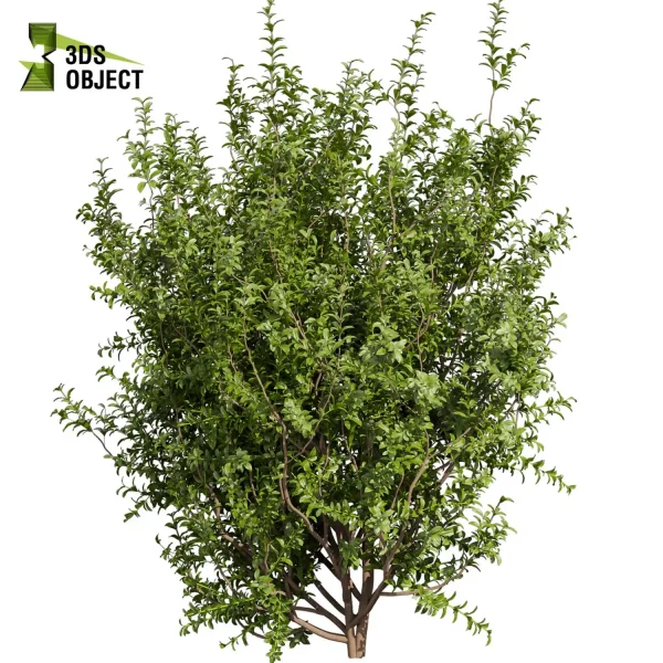 3d bush plant models botanical Visualization Landscape Foliage Vegetation buy purchase Rendering Environment tree Design high low poly Sapodilla vegetation modeling tool botanical architecture simulator 3D architectural visualization cinema 4d 3ds max blender enscpae fbx obj Rhino Sketchup lumion architectural3D simulator virtualdesign architecturevisualization