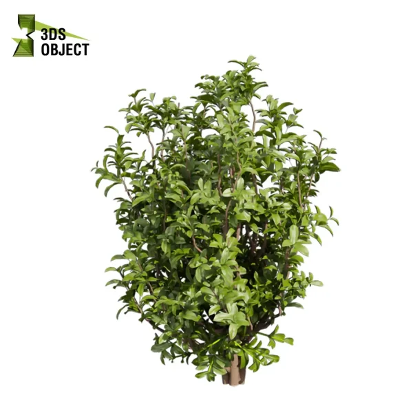 3d bush plant models botanical Visualization Landscape Foliage Vegetation buy purchase Rendering Environment tree Design high low poly Sapodilla vegetation modeling tool botanical architecture simulator 3D architectural visualization cinema 4d 3ds max blender enscpae fbx obj Rhino Sketchup lumion architectural3D simulator virtualdesign architecturevisualization