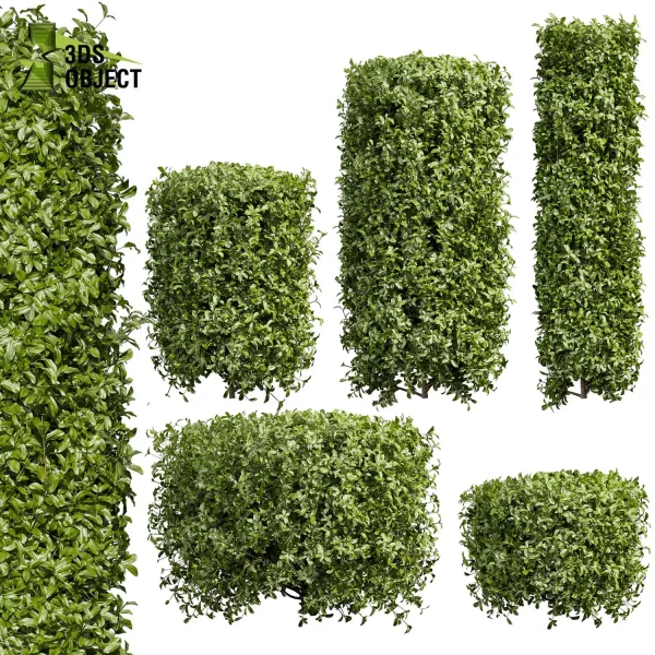 3d bush plant models botanical Visualization Landscape Foliage Vegetation buy purchase Rendering Environment tree Design high low poly Cylinder ivy laurus nobilis greenhouse balcony decorative hamedorea 3D architectural visualization cinema 4d 3ds max blender enscpae fbx obj Rhino Sketchup lumion