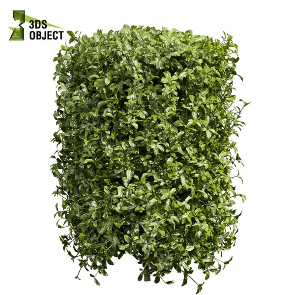 3d bush plant models botanical Visualization Landscape Foliage Vegetation buy purchase Rendering Environment tree Design high low poly Cylinder ivy laurus nobilis greenhouse balcony decorative hamedorea 3D architectural visualization cinema 4d 3ds max blender enscpae fbx obj Rhino Sketchup lumion