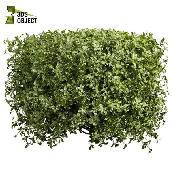3d bush plant models botanical Visualization Landscape Foliage Vegetation buy purchase Rendering Environment tree Design high low poly Cylinder ivy laurus nobilis greenhouse balcony decorative hamedorea 3D architectural visualization cinema 4d 3ds max blender enscpae fbx obj Rhino Sketchup lumion