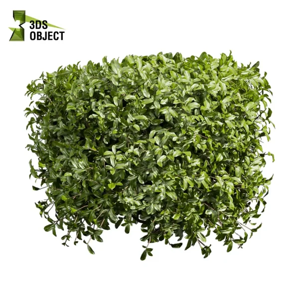 3d bush plant models botanical Visualization Landscape Foliage Vegetation buy purchase Rendering Environment tree Design high low poly Cylinder ivy laurus nobilis greenhouse balcony decorative hamedorea 3D architectural visualization cinema 4d 3ds max blender enscpae fbx obj Rhino Sketchup lumion