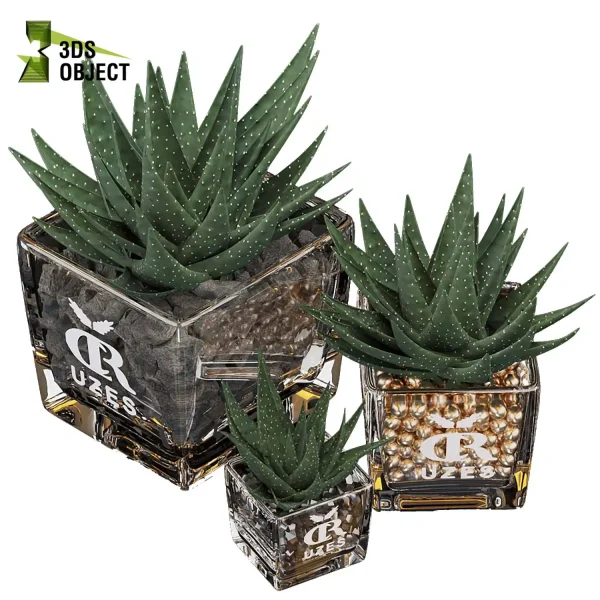 3d bouquet flower grass pampas plant models botanical Visualization Landscape Foliage Vegetation buy purchase Rendering Environment tree Design dried flower high low poly Haworthia concolor cinema 4d 3ds max blender enscpae fbx obj Rhino Sketchup lumion