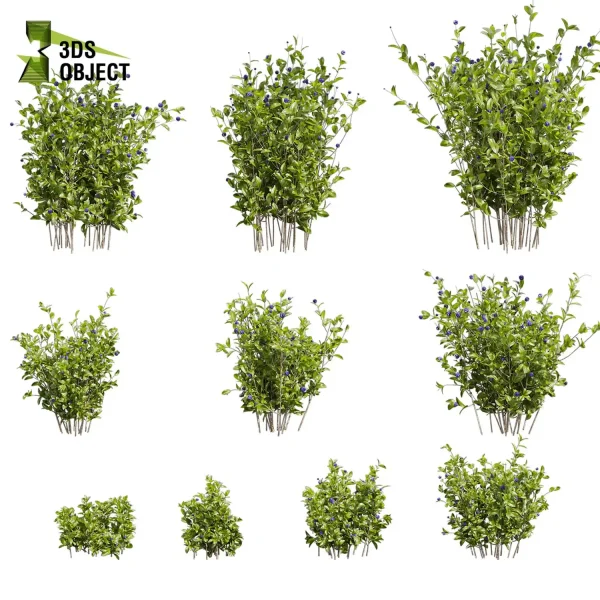 3d bush plant models botanical Visualization Landscape Foliage Vegetation buy purchase Rendering Environment tree Blueberry Design high low poly Cylinder ivy laurus nobilis greenhouse balcony decorative hamedorea 3D architectural visualization cinema 4d 3ds max blender enscpae fbx obj Rhino Sketchup lumion
