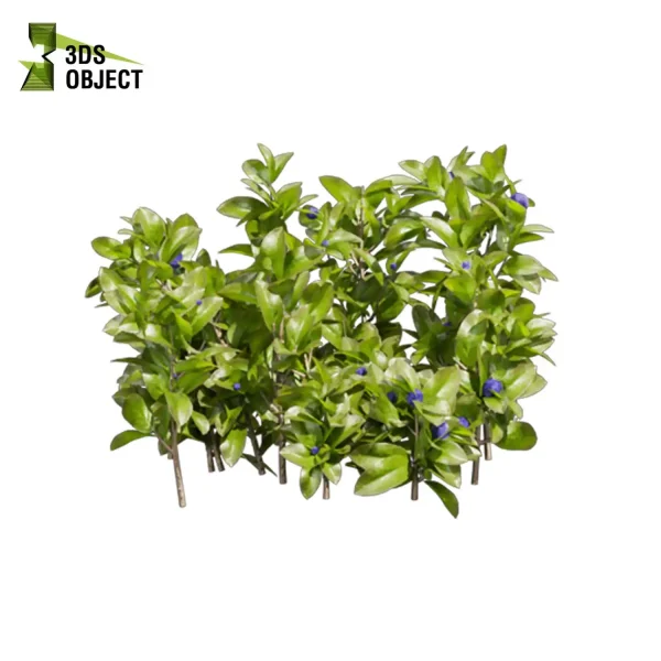 3d bush plant models botanical Visualization Landscape Foliage Vegetation buy purchase Rendering Environment tree Blueberry Design high low poly Cylinder ivy laurus nobilis greenhouse balcony decorative hamedorea 3D architectural visualization cinema 4d 3ds max blender enscpae fbx obj Rhino Sketchup lumion