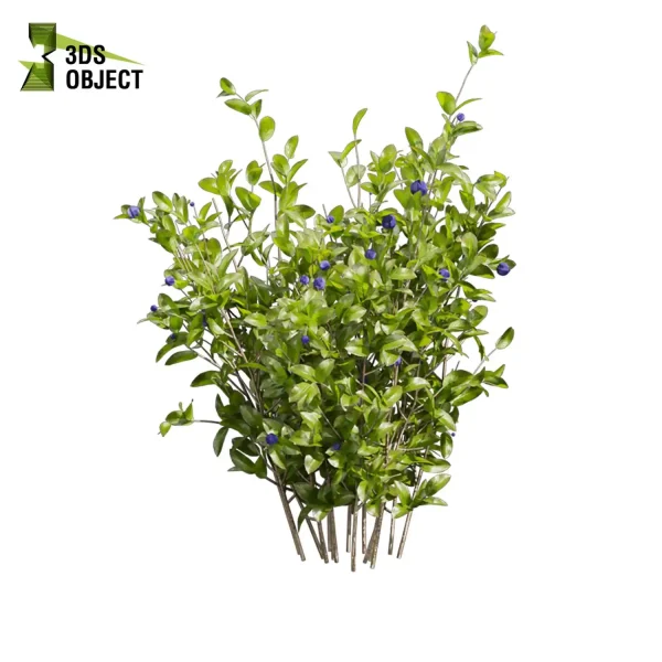 3d bush plant models botanical Visualization Landscape Foliage Vegetation buy purchase Rendering Environment tree Blueberry Design high low poly Cylinder ivy laurus nobilis greenhouse balcony decorative hamedorea 3D architectural visualization cinema 4d 3ds max blender enscpae fbx obj Rhino Sketchup lumion