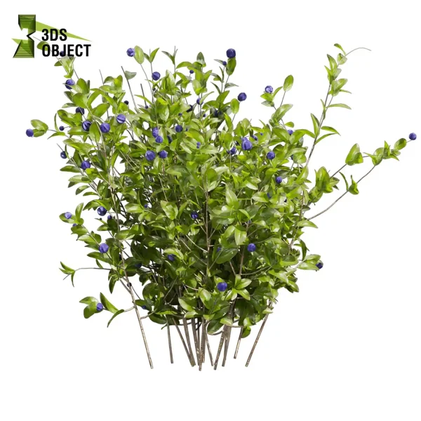 3d bush plant models botanical Visualization Landscape Foliage Vegetation buy purchase Rendering Environment tree Blueberry Design high low poly Cylinder ivy laurus nobilis greenhouse balcony decorative hamedorea 3D architectural visualization cinema 4d 3ds max blender enscpae fbx obj Rhino Sketchup lumion