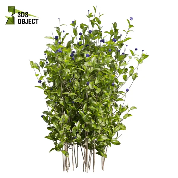 3d bush plant models botanical Visualization Landscape Foliage Vegetation buy purchase Rendering Environment tree Blueberry Design high low poly Cylinder ivy laurus nobilis greenhouse balcony decorative hamedorea 3D architectural visualization cinema 4d 3ds max blender enscpae fbx obj Rhino Sketchup lumion