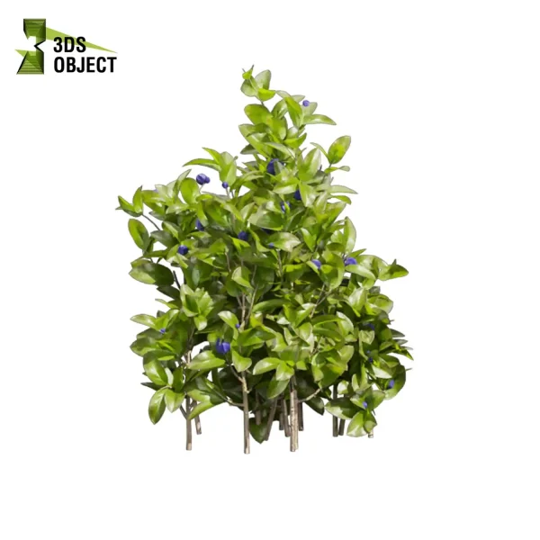3d bush plant models botanical Visualization Landscape Foliage Vegetation buy purchase Rendering Environment tree Blueberry Design high low poly Cylinder ivy laurus nobilis greenhouse balcony decorative hamedorea 3D architectural visualization cinema 4d 3ds max blender enscpae fbx obj Rhino Sketchup lumion