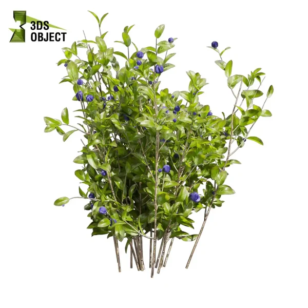 3d bush plant models botanical Visualization Landscape Foliage Vegetation buy purchase Rendering Environment tree Blueberry Design high low poly Cylinder ivy laurus nobilis greenhouse balcony decorative hamedorea 3D architectural visualization cinema 4d 3ds max blender enscpae fbx obj Rhino Sketchup lumion