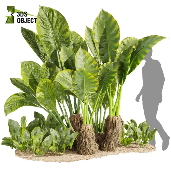3d garden plant models botanical Visualization Landscape Foliage alocasia, macrorrhizos, gian, taro Vegetation Rendering Environment tree Design high poly Bush banana monstera fern pampas palm Virtual Garden Design Botanical Simulation Plant Visualization Vegetation Modeling 3D architectural visualization cinema 4d 3ds max blender enscpae fbx obj Rhino Sketchup lumion