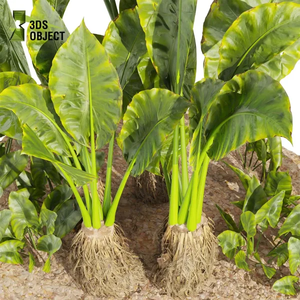 3d garden plant models botanical Visualization Landscape Foliage alocasia, macrorrhizos, gian, taro Vegetation Rendering Environment tree Design high poly Bush banana monstera fern pampas palm Virtual Garden Design Botanical Simulation Plant Visualization Vegetation Modeling 3D architectural visualization cinema 4d 3ds max blender enscpae fbx obj Rhino Sketchup lumion