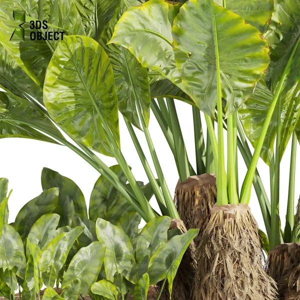 3d garden plant models botanical Visualization Landscape Foliage alocasia, macrorrhizos, gian, taro Vegetation Rendering Environment tree Design high poly Bush banana monstera fern pampas palm Virtual Garden Design Botanical Simulation Plant Visualization Vegetation Modeling 3D architectural visualization cinema 4d 3ds max blender enscpae fbx obj Rhino Sketchup lumion
