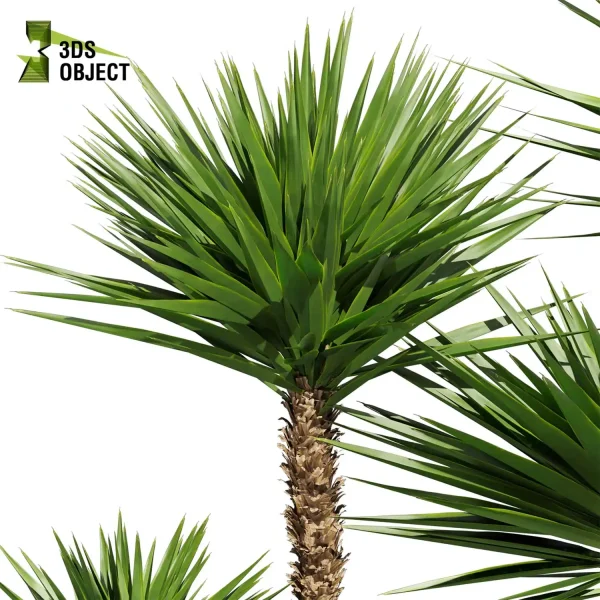 3d bush plant models botanical Visualization Landscape Foliage palm Spineless Yucca Vegetation buy purchase Rendering Environment tree Design high low poly greenhouse balcony decorative hamedorea 3D architectural visualization cinema 4d 3ds max blender enscpae fbx obj Rhino Sketchup lumion