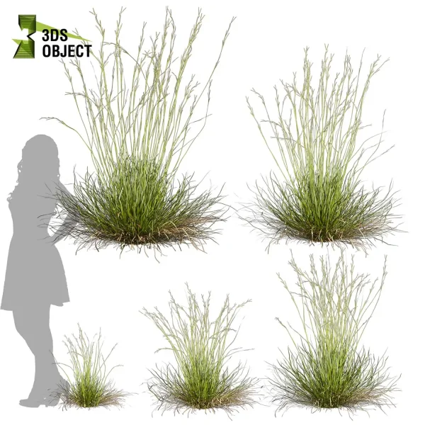3d grass pampas autumnalis plant models botanical Visualization filipendula hyparrhenia Landscape Foliage Vegetation buy purchase Rendering Environment tree Design high low poly switchgrass northwind 3D architectural visualization cinema 4d 3ds max blender enscpae fbx obj Rhino Sketchup lumion