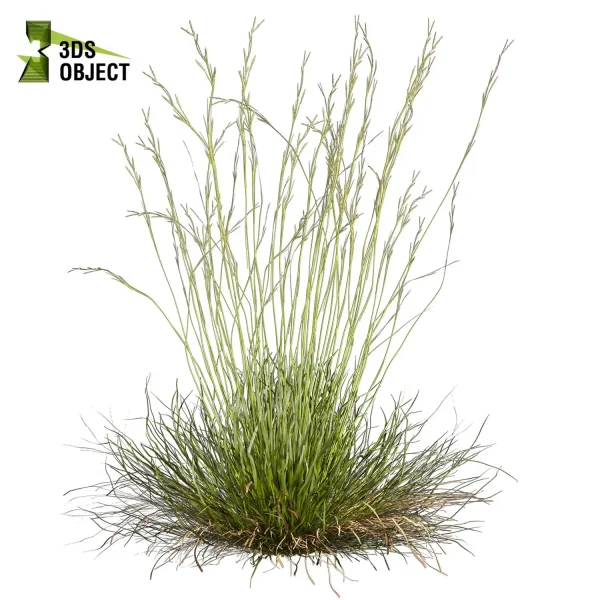 3d grass pampas autumnalis plant models botanical Visualization filipendula hyparrhenia Landscape Foliage Vegetation buy purchase Rendering Environment tree Design high low poly switchgrass northwind 3D architectural visualization cinema 4d 3ds max blender enscpae fbx obj Rhino Sketchup lumion