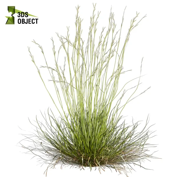 3d grass pampas autumnalis plant models botanical Visualization filipendula hyparrhenia Landscape Foliage Vegetation buy purchase Rendering Environment tree Design high low poly switchgrass northwind 3D architectural visualization cinema 4d 3ds max blender enscpae fbx obj Rhino Sketchup lumion