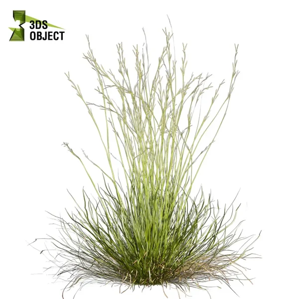3d grass pampas autumnalis plant models botanical Visualization filipendula hyparrhenia Landscape Foliage Vegetation buy purchase Rendering Environment tree Design high low poly switchgrass northwind 3D architectural visualization cinema 4d 3ds max blender enscpae fbx obj Rhino Sketchup lumion