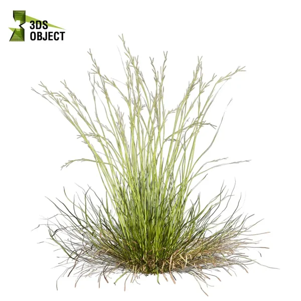 3d grass pampas autumnalis plant models botanical Visualization filipendula hyparrhenia Landscape Foliage Vegetation buy purchase Rendering Environment tree Design high low poly switchgrass northwind 3D architectural visualization cinema 4d 3ds max blender enscpae fbx obj Rhino Sketchup lumion