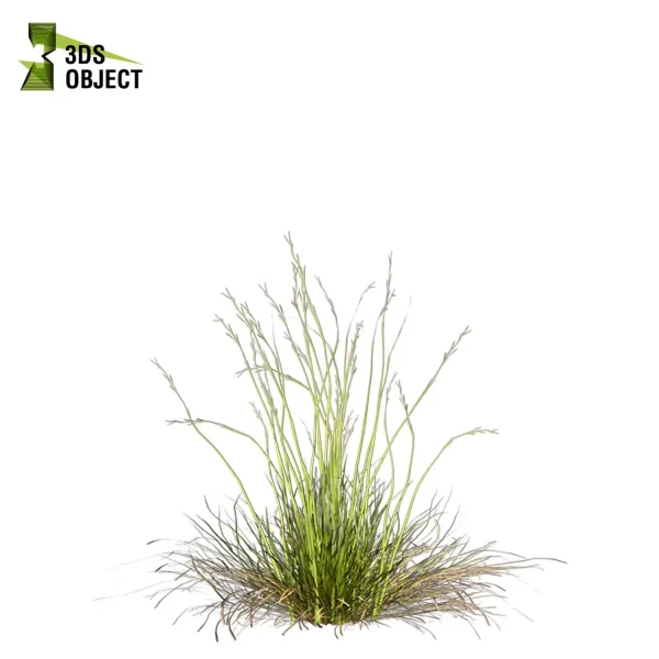 3d grass pampas autumnalis plant models botanical Visualization filipendula hyparrhenia Landscape Foliage Vegetation buy purchase Rendering Environment tree Design high low poly switchgrass northwind 3D architectural visualization cinema 4d 3ds max blender enscpae fbx obj Rhino Sketchup lumion