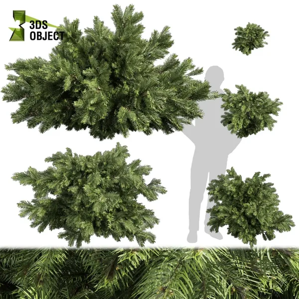 3d bush plant models botanical Visualization Landscape Foliage Vegetation buy purchase Rendering Environment tree abies balsamea Design high low poly greenhouse balcony decorative hamedorea 3D architectural visualization cinema 4d 3ds max blender enscpae fbx obj Rhino Sketchup lumion
