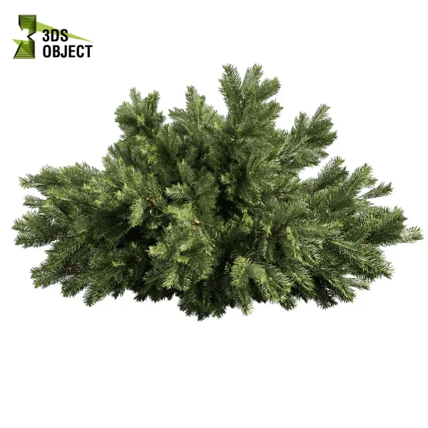 3d bush plant models botanical Visualization Landscape Foliage Vegetation buy purchase Rendering Environment tree abies balsamea Design high low poly greenhouse balcony decorative hamedorea 3D architectural visualization cinema 4d 3ds max blender enscpae fbx obj Rhino Sketchup lumion