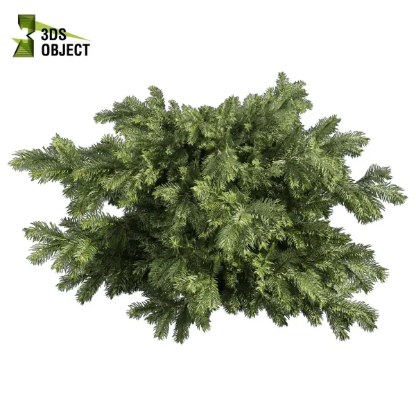 3d bush plant models botanical Visualization Landscape Foliage Vegetation buy purchase Rendering Environment tree abies balsamea Design high low poly greenhouse balcony decorative hamedorea 3D architectural visualization cinema 4d 3ds max blender enscpae fbx obj Rhino Sketchup lumion