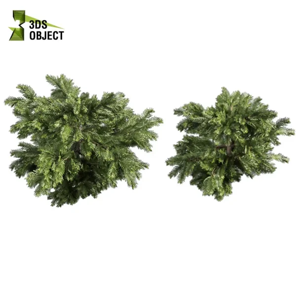 3d bush plant models botanical Visualization Landscape Foliage Vegetation buy purchase Rendering Environment tree abies balsamea Design high low poly greenhouse balcony decorative hamedorea 3D architectural visualization cinema 4d 3ds max blender enscpae fbx obj Rhino Sketchup lumion