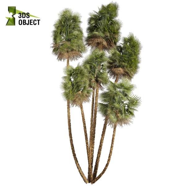 3d bouquet tree plant models botanical acoelorrhaphe wrightii everglades Visualization Landscape Foliage Vegetation buy purchase Rendering Environment tree Design dried flower high low poly cinema 4d 3ds max blender enscpae fbx obj Rhino Sketchup lumion dwarf umbrella