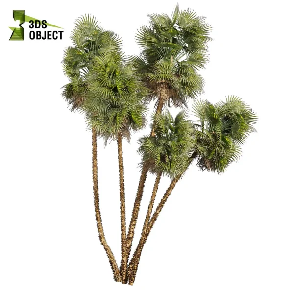 3d bouquet tree plant models botanical acoelorrhaphe wrightii everglades Visualization Landscape Foliage Vegetation buy purchase Rendering Environment tree Design dried flower high low poly cinema 4d 3ds max blender enscpae fbx obj Rhino Sketchup lumion dwarf umbrella