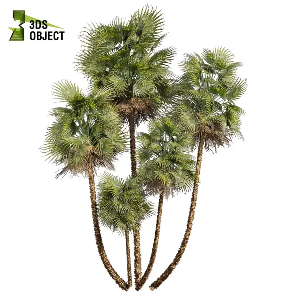 3d bouquet tree plant models botanical acoelorrhaphe wrightii everglades Visualization Landscape Foliage Vegetation buy purchase Rendering Environment tree Design dried flower high low poly cinema 4d 3ds max blender enscpae fbx obj Rhino Sketchup lumion dwarf umbrella