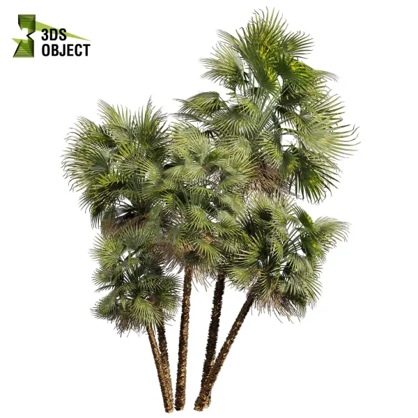 3d bouquet tree plant models botanical acoelorrhaphe wrightii everglades Visualization Landscape Foliage Vegetation buy purchase Rendering Environment tree Design dried flower high low poly cinema 4d 3ds max blender enscpae fbx obj Rhino Sketchup lumion dwarf umbrella