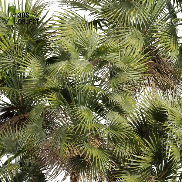 3d bouquet tree plant models botanical acoelorrhaphe wrightii everglades Visualization Landscape Foliage Vegetation buy purchase Rendering Environment tree Design dried flower high low poly cinema 4d 3ds max blender enscpae fbx obj Rhino Sketchup lumion dwarf umbrella