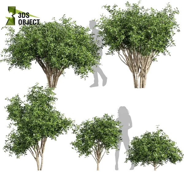 3d bush pittosporum hosmerit plant models botanical Visualization Landscape Foliage Vegetation buy purchase Rendering Environment tree abies balsamea Design high low poly greenhouse balcony decorative hamedorea 3D architectural visualization cinema 4d 3ds max blender enscpae fbx obj Rhino Sketchup lumion
