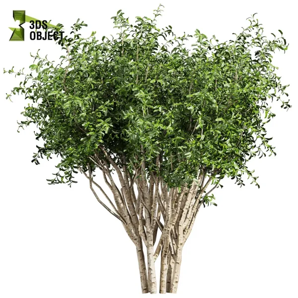 3d bush pittosporum hosmerit plant models botanical Visualization Landscape Foliage Vegetation buy purchase Rendering Environment tree abies balsamea Design high low poly greenhouse balcony decorative hamedorea 3D architectural visualization cinema 4d 3ds max blender enscpae fbx obj Rhino Sketchup lumion