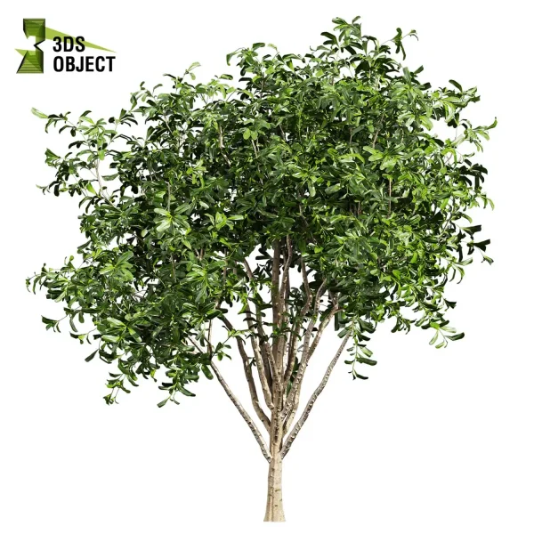 3d bush pittosporum hosmerit plant models botanical Visualization Landscape Foliage Vegetation buy purchase Rendering Environment tree abies balsamea Design high low poly greenhouse balcony decorative hamedorea 3D architectural visualization cinema 4d 3ds max blender enscpae fbx obj Rhino Sketchup lumion