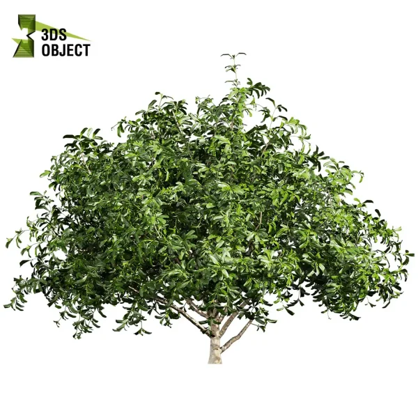 3d bush pittosporum hosmerit plant models botanical Visualization Landscape Foliage Vegetation buy purchase Rendering Environment tree abies balsamea Design high low poly greenhouse balcony decorative hamedorea 3D architectural visualization cinema 4d 3ds max blender enscpae fbx obj Rhino Sketchup lumion